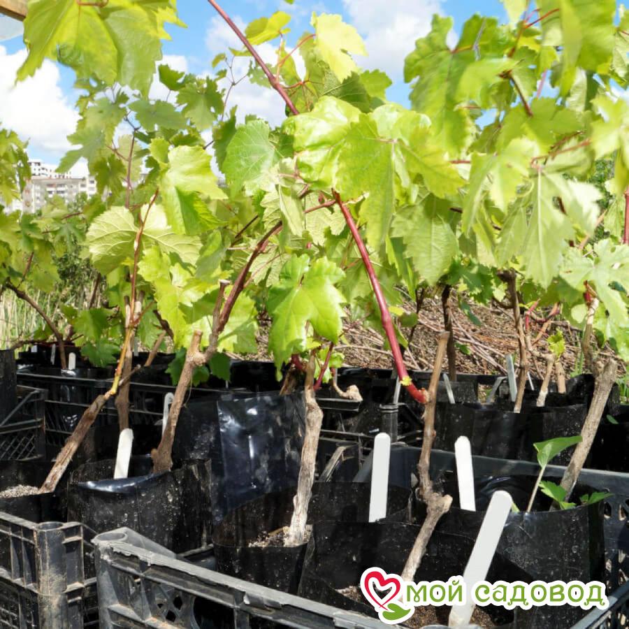 Виноград Янтарный Дол